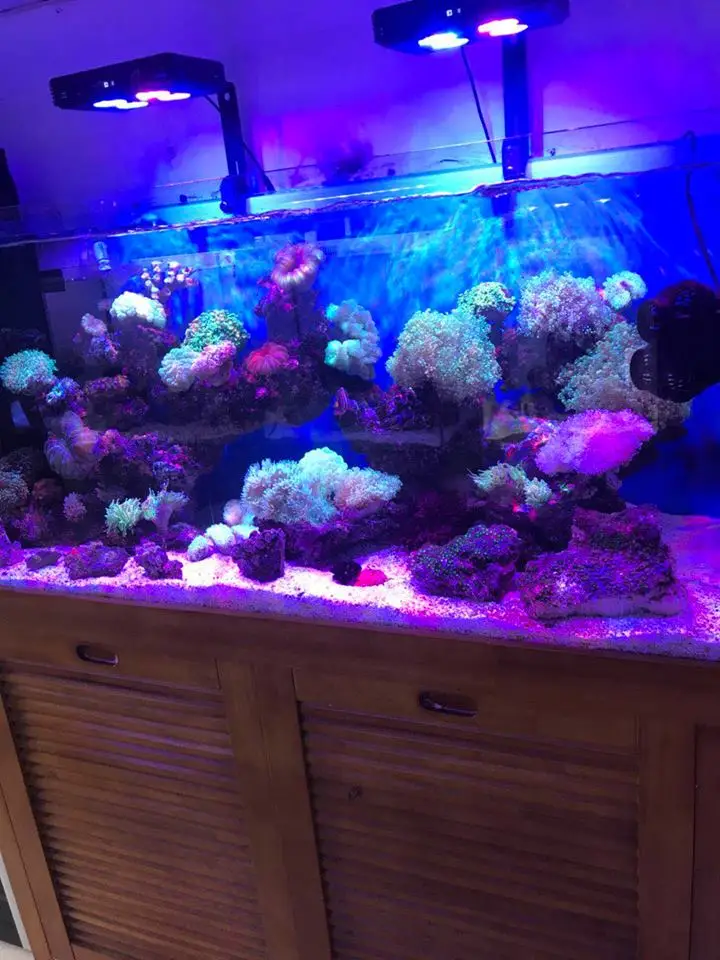 52w Full Spectrum Led Lights Saltwater Aquarium For Reef Growth Buy