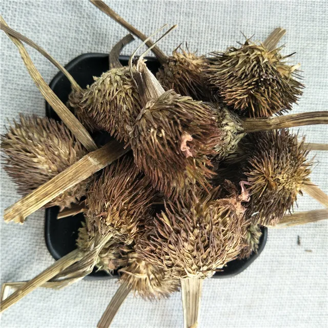 子zhui ju散装草药紫锥菊干燥紫锥菊花