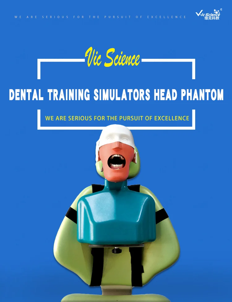 Dental Simulator Manikin Dental Head Model With Human Teeth For Medical