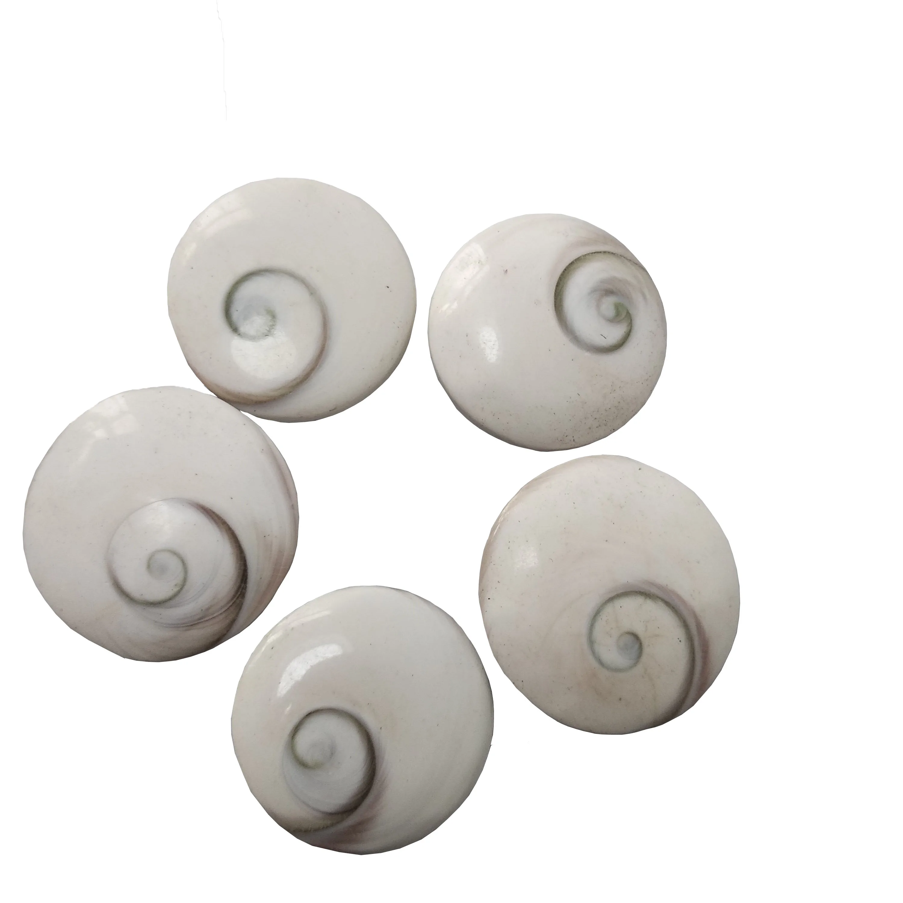 Wholesale Natural Shiva Eye Shell Stonecircles And Ellipses Shaped