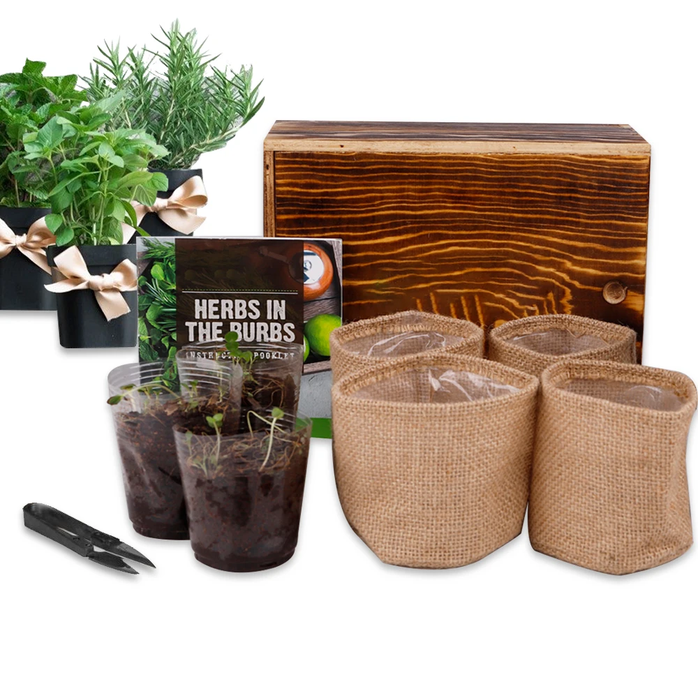 Hot Sale Non Gmo Herb Plant Diy Natural Bonsai Herb Garden Starter
