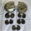 Natural high quality the screw snail fossils ammonite fossils for sale
