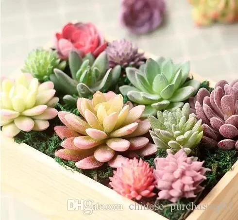 Venta al por mayor colores para cactus-Compre online los ...