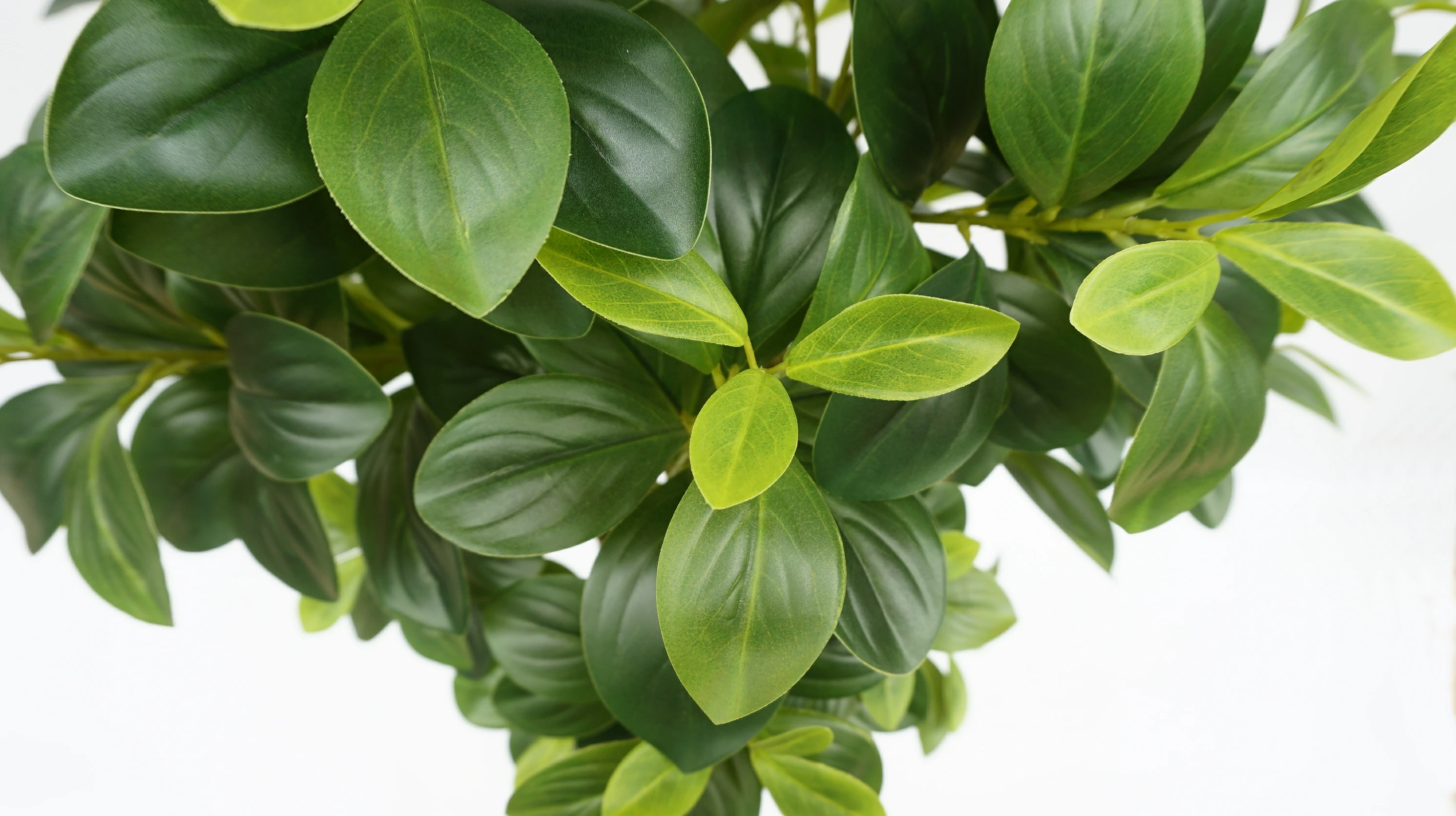 real touch artificail peperomia tree artificial plant trees for