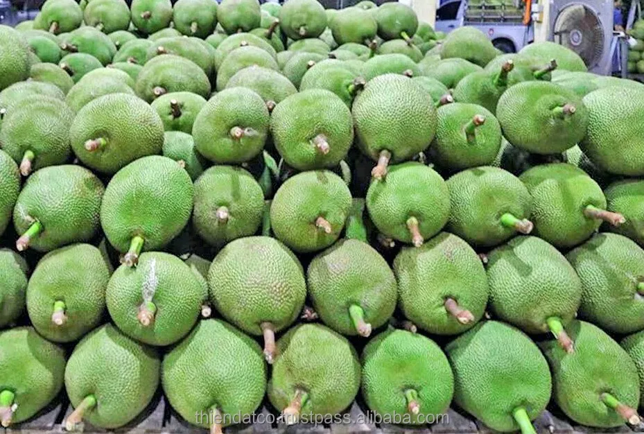 best wholesale price big size fresh jackfruit