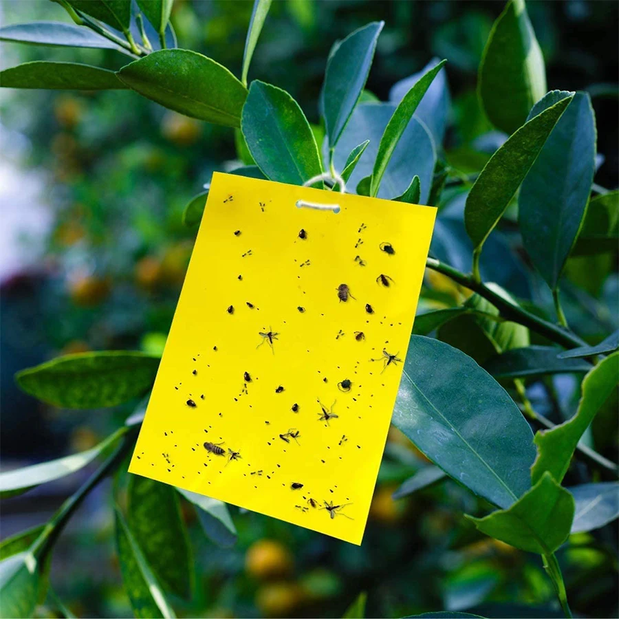 Gnat Traps For House Plants Indoor And Outdoor Yellow Sticky Traps For Flying Insects Trap 8915