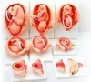 The model of embryo gestation growth process
