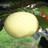 Sweet fruit golden pear in season 2019 for supermarket