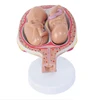 Medical human pregnancy development process model embryo model fetal model uterine fetal position