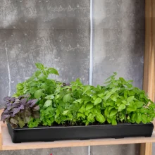 A-ONE Heavy Duty Eco-friendly Hydroponic Seed Tray Microgreens Rice Garden PP Plastic 1-3L Capacity Rectangular Nursery Trays details