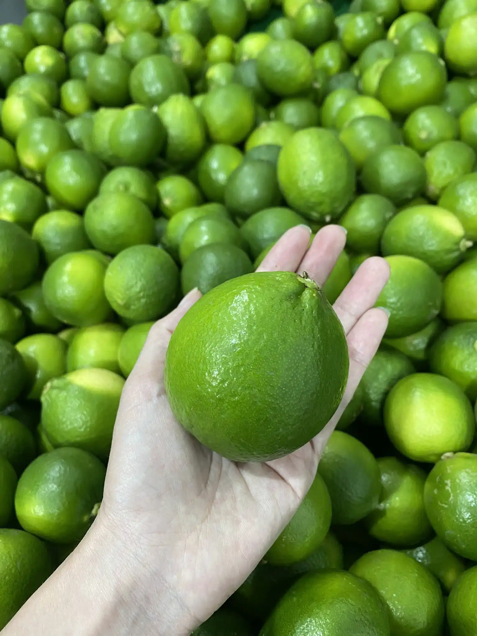 Lime Seedless Fresh Seedless Lime Fresh Green Lemon High Quality For
