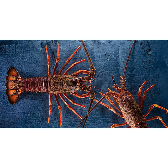 Sothern Rock Lobster Live Seafood Retailers Supplies Rocklobsterprice