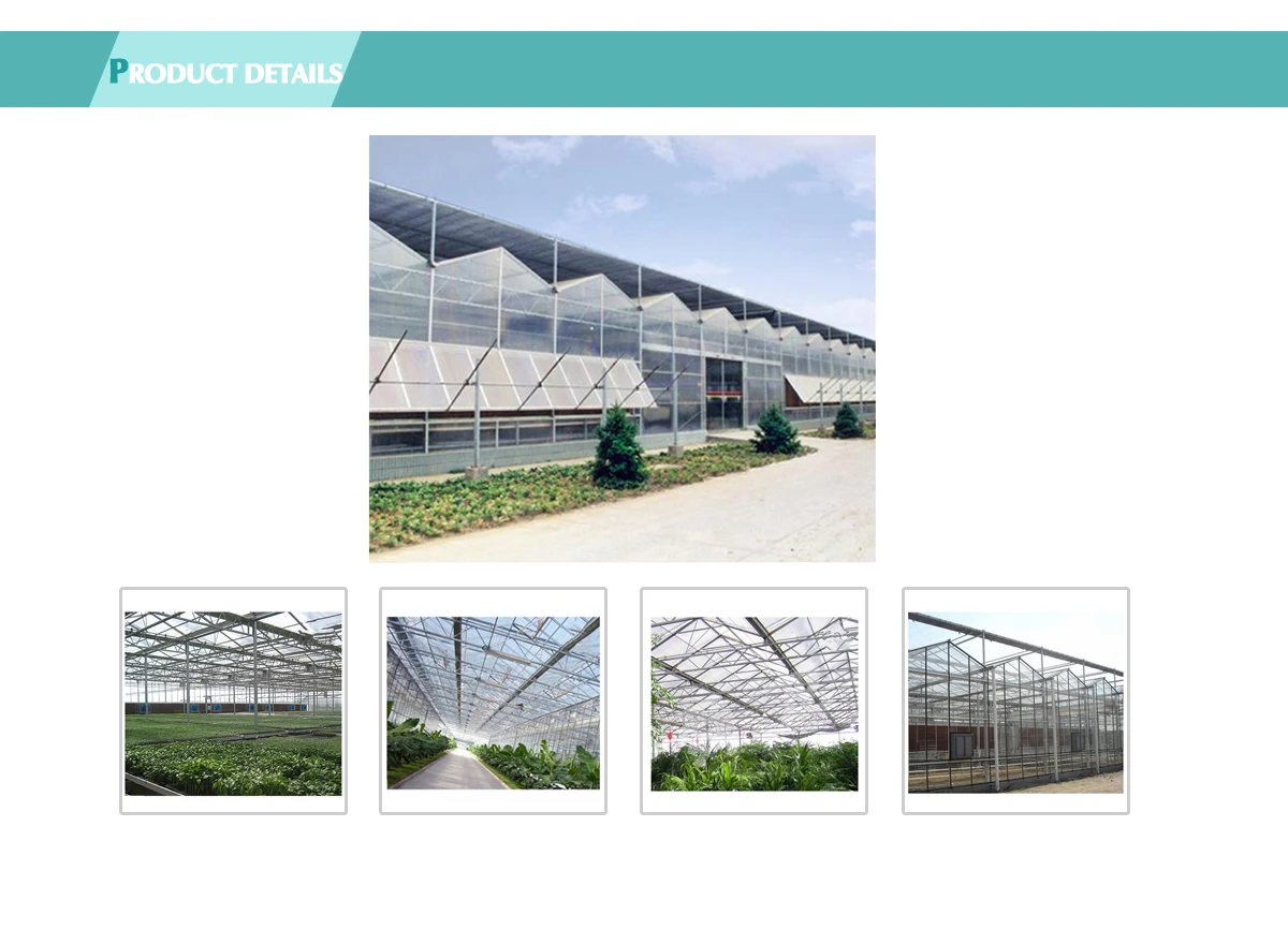 Professional Hot Galvanizing Structure Agriculture Hydroponics
