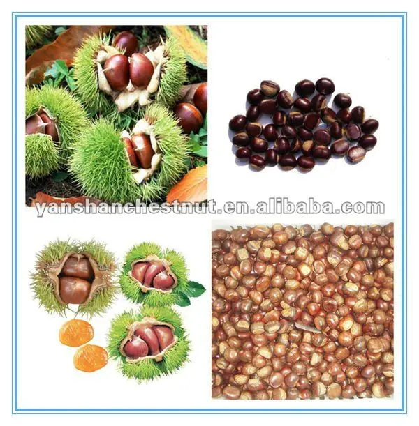 Fresh Chinese Chestnuts.jpg