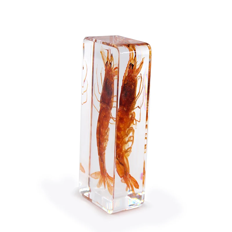 真正的虾标本在透明树脂琥珀 140*63 * 20毫米教育生物教学材料