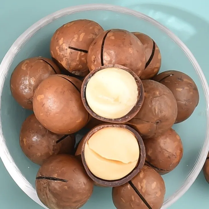 500gram Pacakaged Cheap Macadamia Nuts In Shell Wholesale Macadamia