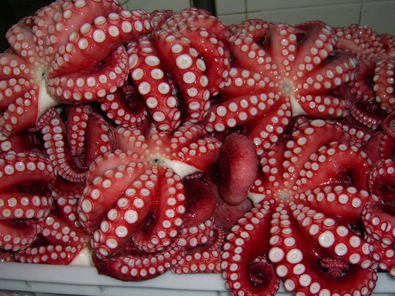 Factory Wholesale Seafood Octopus Food For Sale Buy Octopus,Octopus