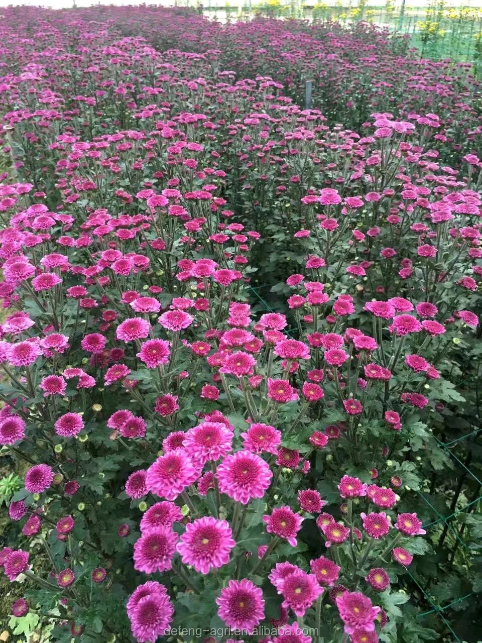Fresh Cut Flowers Chrysanthemum Buy Chrysanthemum,Chrysanthemum