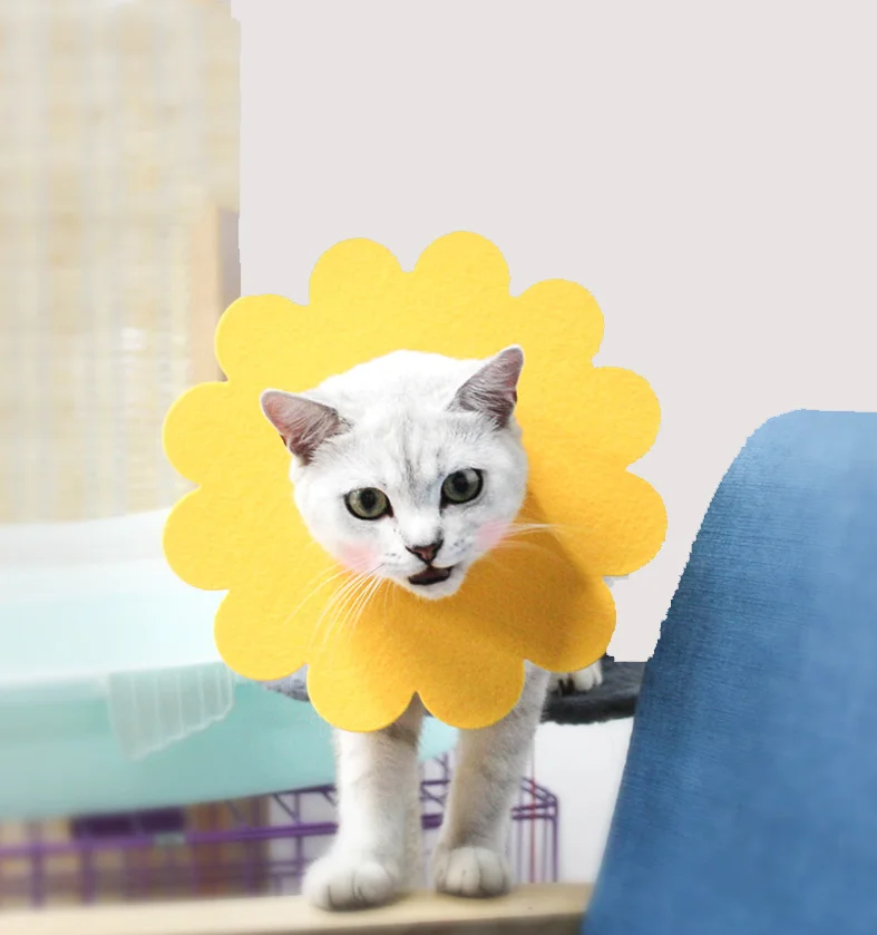 sunflower cat collar