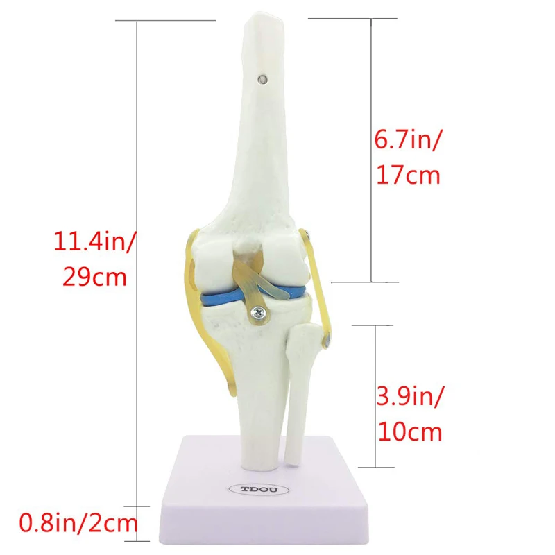 12X12X33CM Human Skeleton Model , Anatomy Knee Model For Education