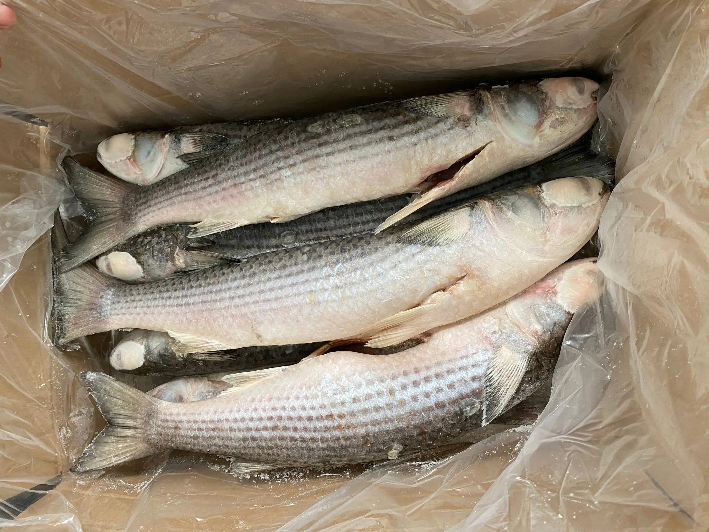 frozen high quality grey mullet gutted bqf on sale
