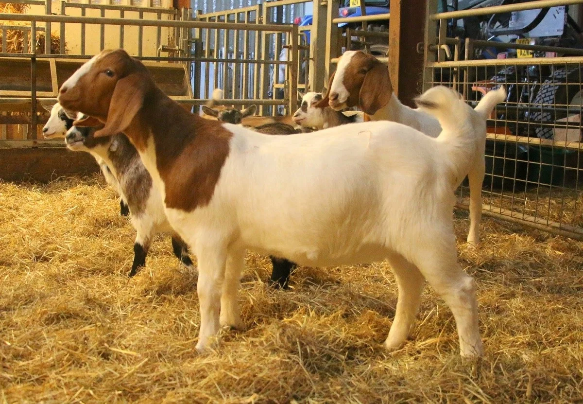Pregnant Boer Goats For Sale Buy Boer Goats For Sale