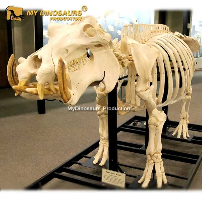 Hippo-skeleton.jpg
