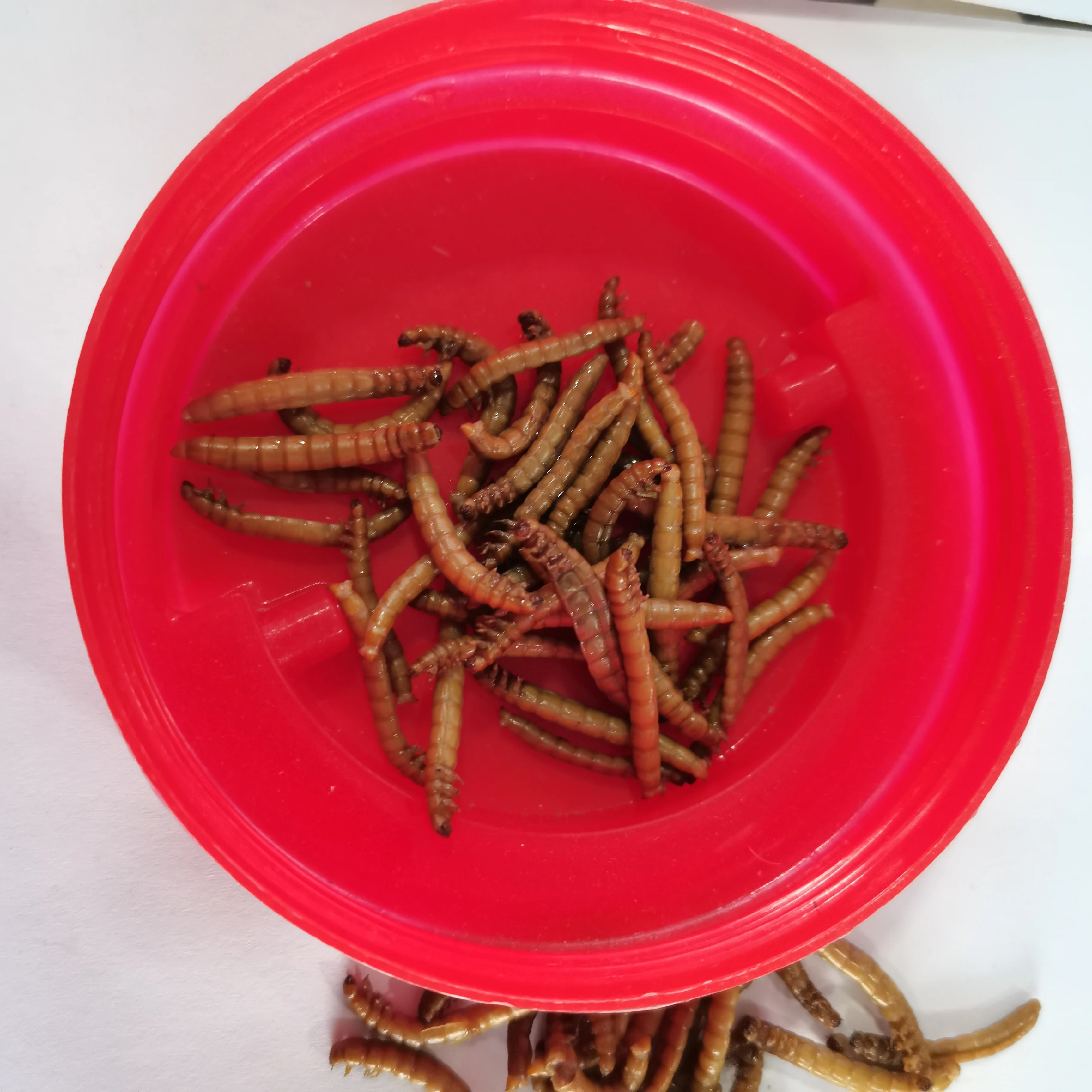 China Animal Agricuiture Product Fresh Mealworm For Cattle Chicken Cat