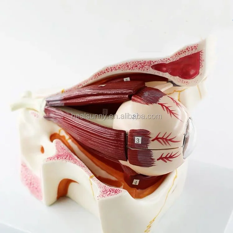 eye model1 (4).png