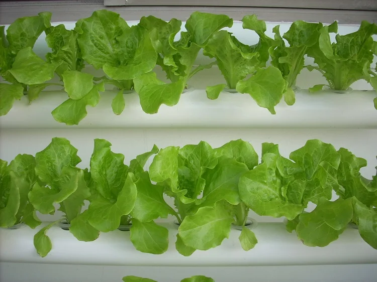 Indoor Growing Hydroponic System 63mm Pvc Pipes For Growing Lettuce