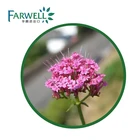 Farwell 100% カノコソウオイル cas #8008-88-6 エッセンシャルオイル