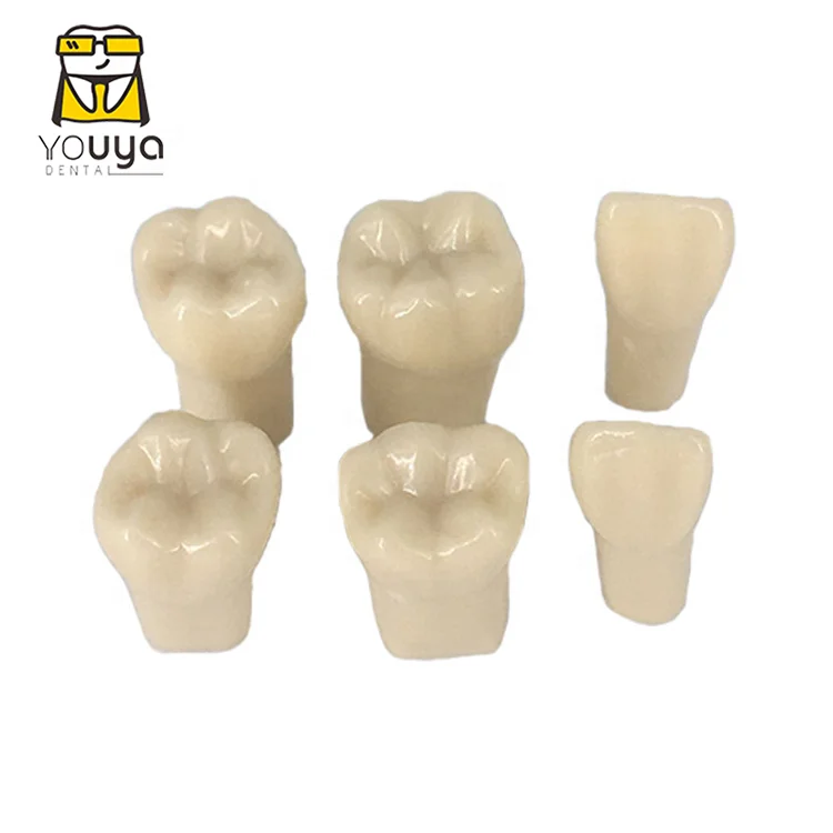 Diurnal 500 Model Teeth Practice Teeth And Replace Teeth Tooth Model