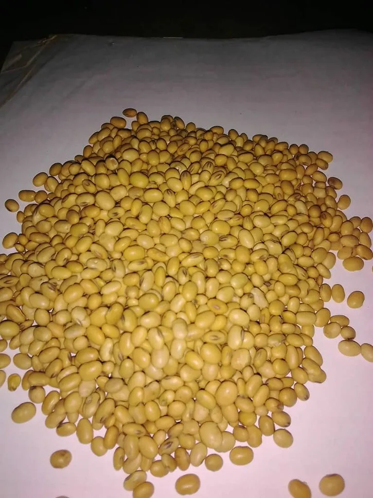 贝宁原产地食品高档黄色非转基因大豆种子