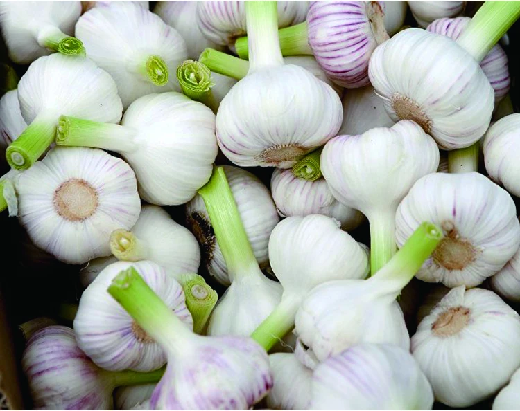 Buy Fresh Garlic Online