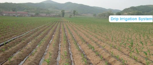 Drip Irrigation System Design Gravity Drip T Drip Tape in Agricultural