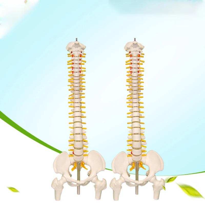 
45cm Mini Human Flexible Spinal Column Model 