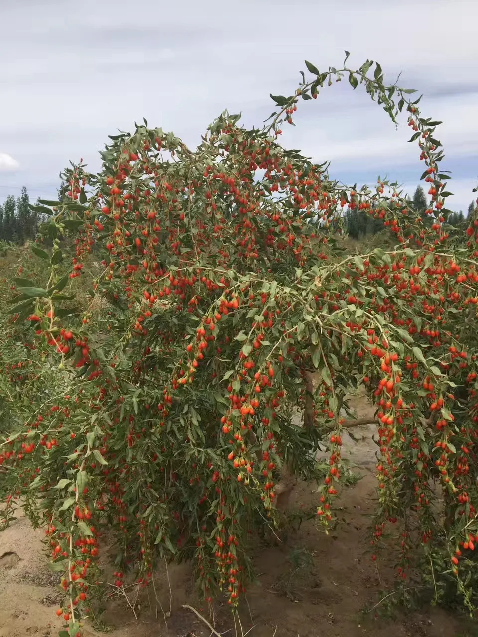 批发宁夏最好的干红枸杞