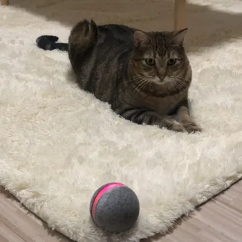 wicked ball for cats