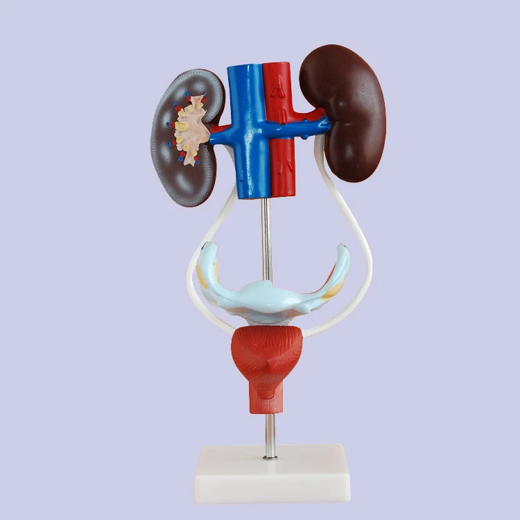 Female urogenital demonstration model Female urinary system Kidney ...