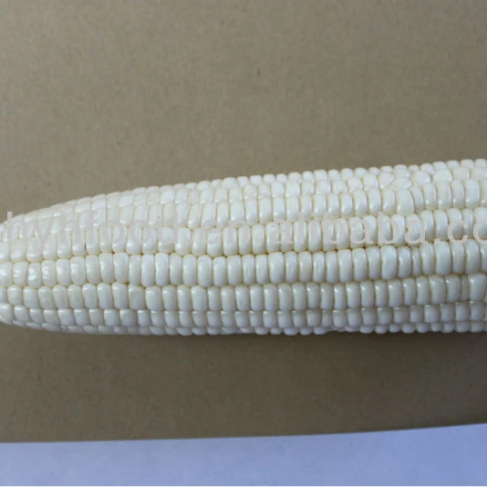 Frozen Waxy organic glutinous cob white sweet Corn