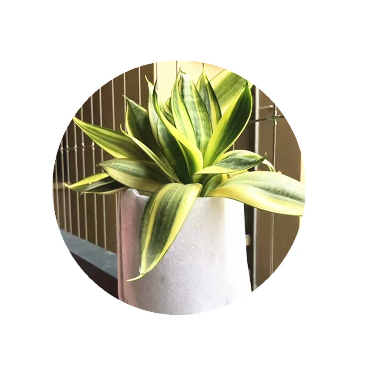 factory made fruit tree plant bag white and black plant grow bag