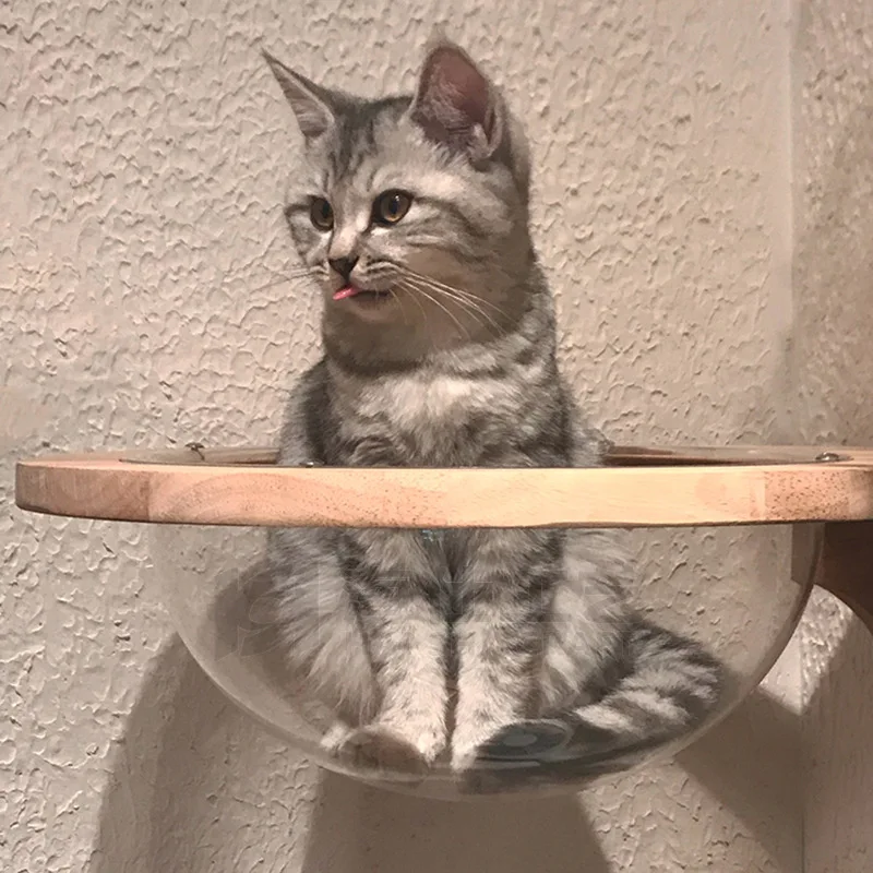 cat space capsule