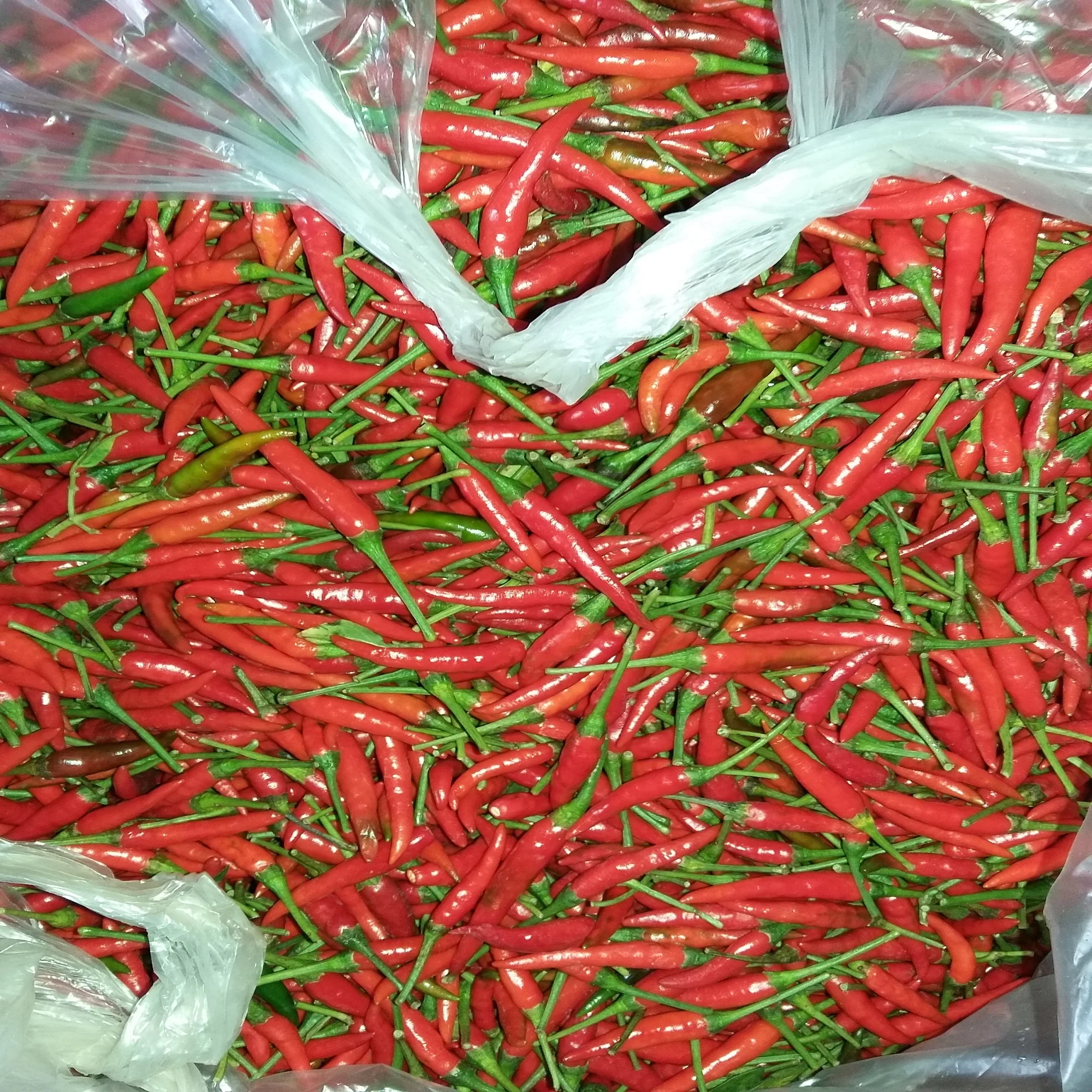 Frozen Chilli New Crop Top Grade Frozen Vegetables Bulk Bqf 18'c Cheap