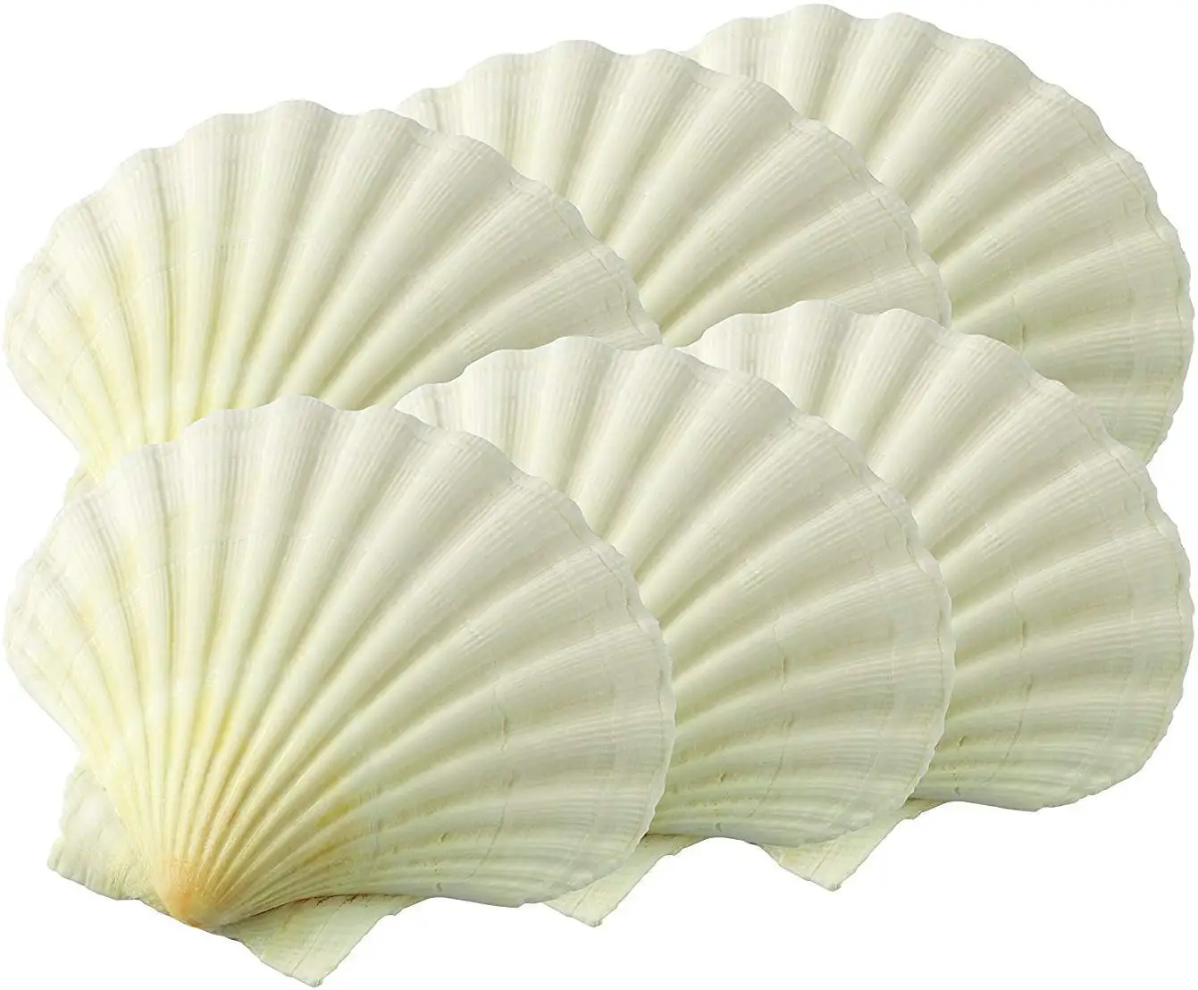 Source Factory Price Wholesale Natural Clean Large Scallop Seashells Used  For Seafood Shellfish Tableware on m.