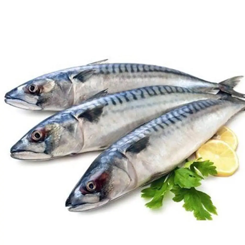 Good Quality Fresh Frozen Sea Fish Mackerel Frozen Fish For Wholesale ...