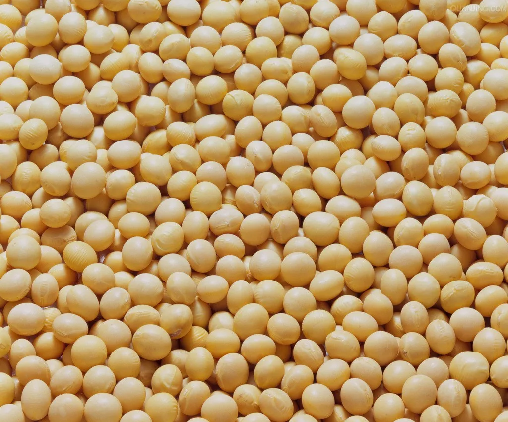 Мал рис. Soybean Lecithin. Рапс и соя. Семена рапса и сои. Соя и рапс для визитки.