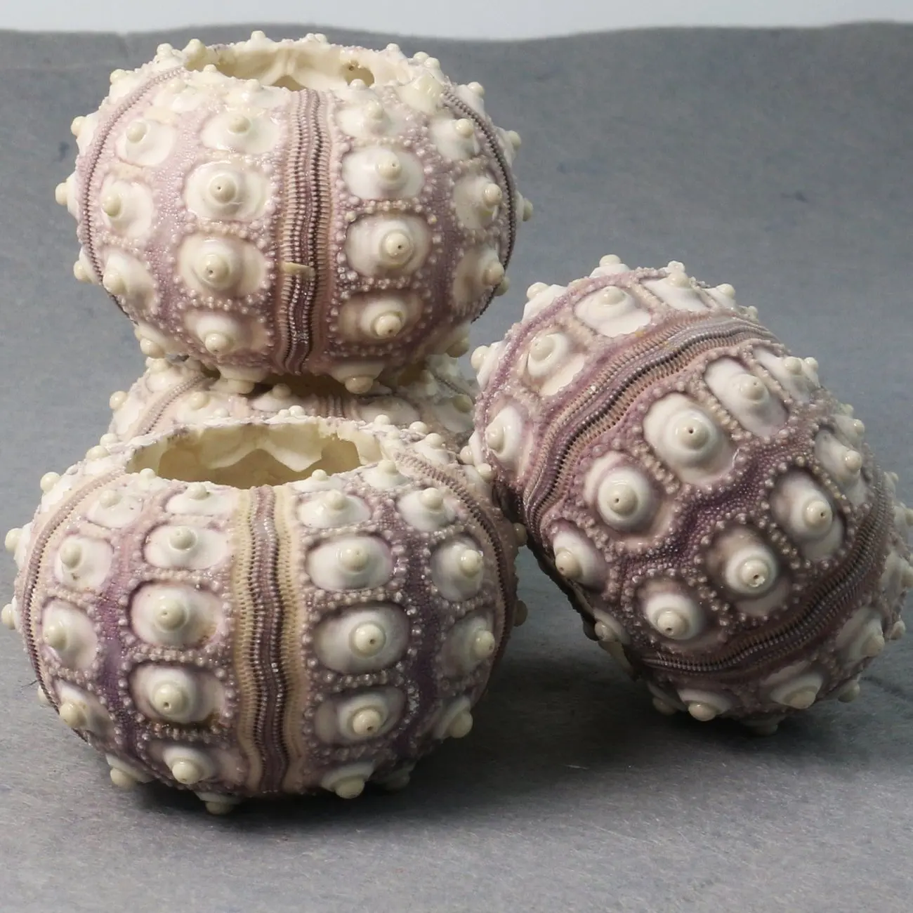 紫色海胆贝壳/装饰海胆工艺和装饰/空气植物 - buy sea urchin shell