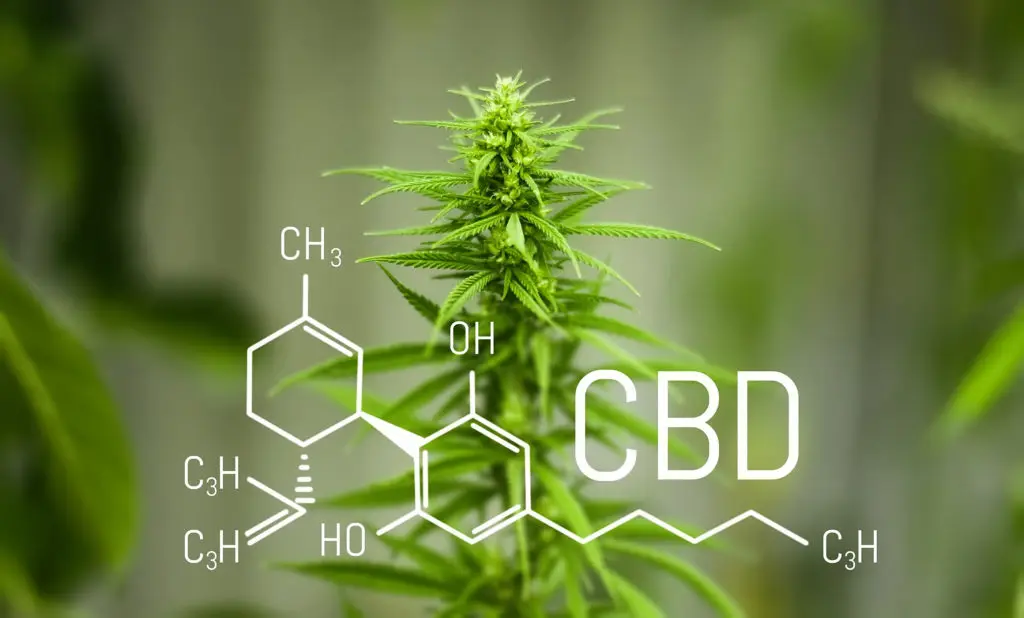 Thc免费高纯度萜烯香料 萜烯大麻 萜烯cbd为日本韩国市场thc低于0 001 Buy 萜烯香料 萜烯大麻 萜烯香料萜烯大麻萜烯cbd Product On Alibaba Com