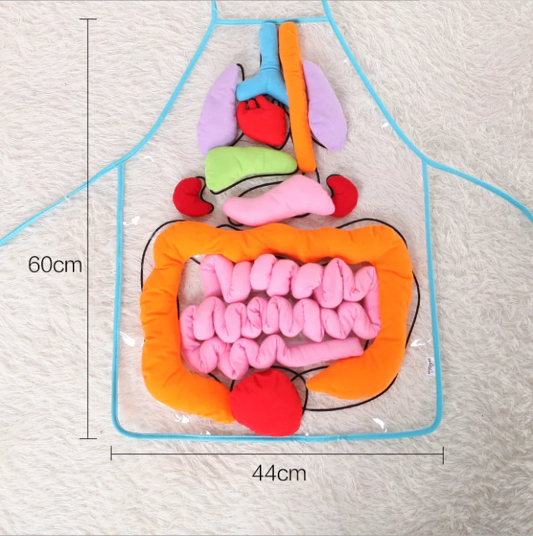 Anatomy Apron for Teaching Kids Body Apron Toy 