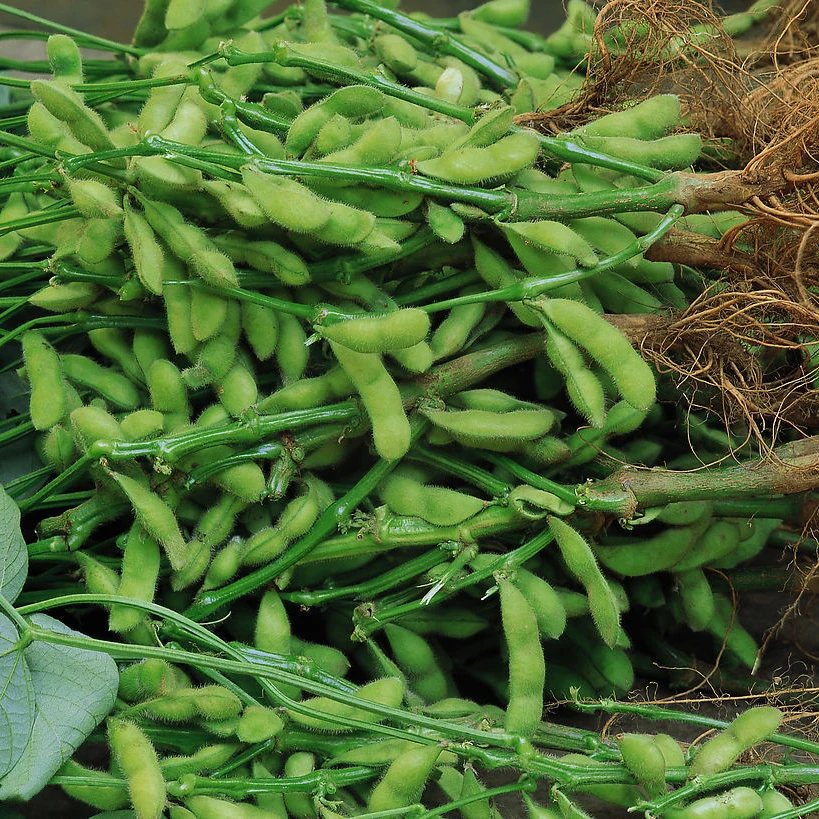wholesale high yield chinese vegetable edamame /green soybean